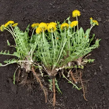 #4. Корень одуванчика